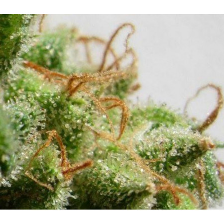 malawi-fem3-izicbd.re-974